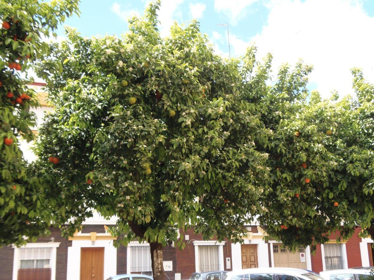 Apartamento En Triana Sevilla Dış mekan fotoğraf